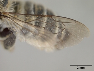 Megachile anograe, female, wing