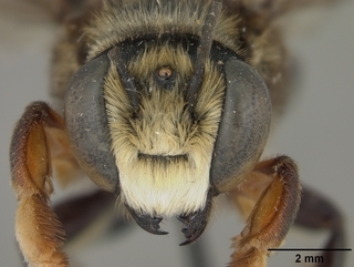 Megachile bahamensis, male, face