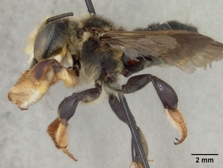 Megachile bahamensis, male, side