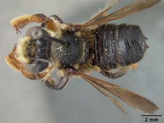 Megachile bahamensis, male, top