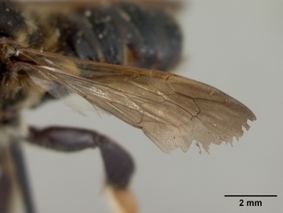 Megachile bahamensis, male, wing