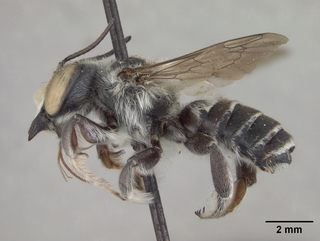Megachile brimleyi, male, side