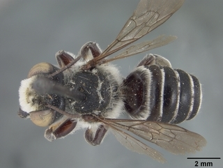 Megachile brimleyi, male, top