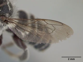Megachile brimleyi, male, wing