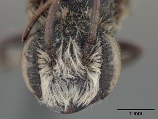 Megachile browni, male, face