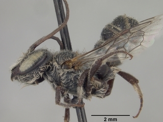 Megachile browni, male, side