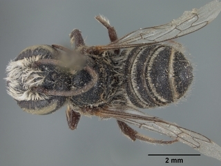 Megachile browni, male, top