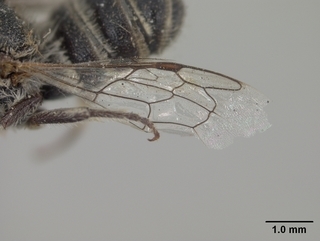 Megachile browni, male, wing