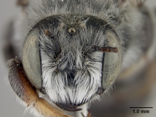 Megachile casadae, male, face