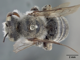 Megachile casadae, male, top