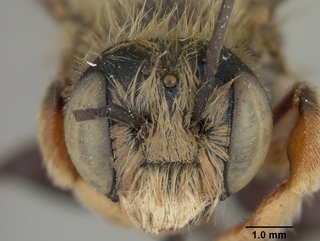 Megachile cochisiana, male, face