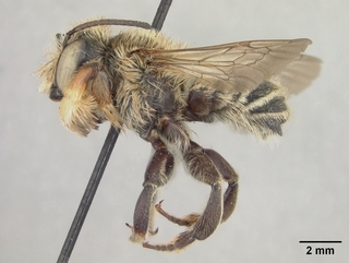 Megachile cochisiana, male, side