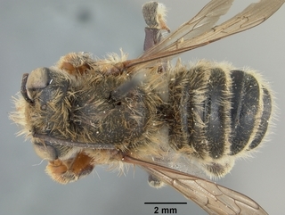 Megachile cochisiana, male, top