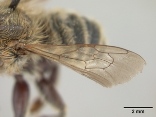 Megachile cochisiana, male, wing