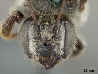 Megachile dulciana, female, face