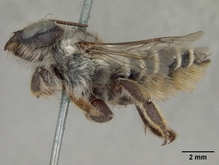 Megachile dulciana, female, side