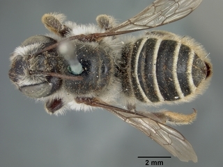 Megachile dulciana, female, top