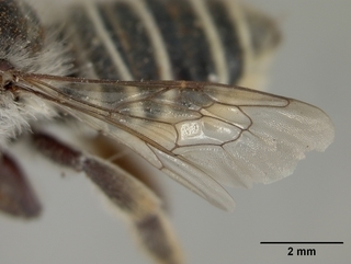 Megachile dulciana, female, wing