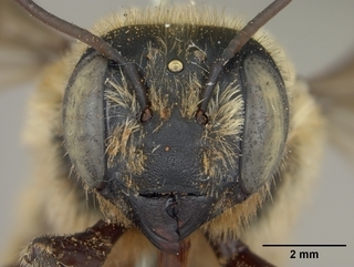 Megachile fortis, female, face