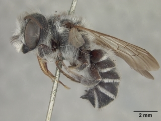 Megachile frugalis, male, side