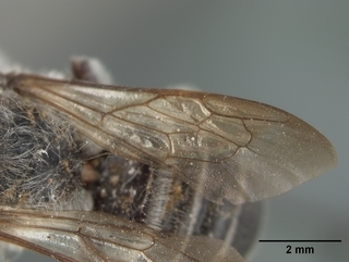 Megachile frugalis, male, wing