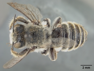 Megachile hookeri, female, top