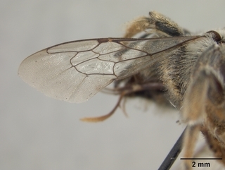Megachile hookeri, female, wing