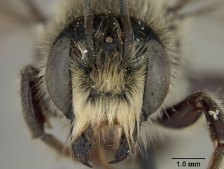 Megachile inermis, male, face