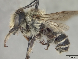 Megachile inermis, male, side