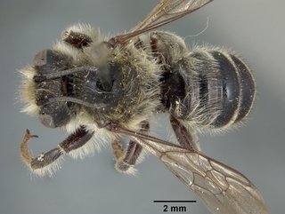Megachile inermis, male, top