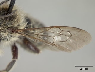 Megachile inermis, male, wing