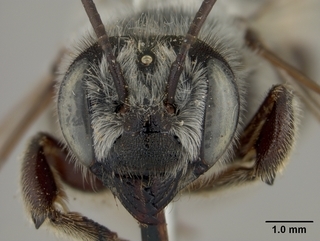 Megachile innupta, female, face