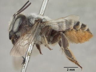 Megachile innupta, female, side