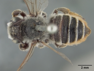 Megachile innupta, female, top