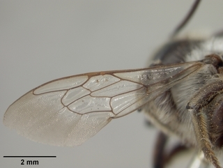Megachile innupta, female, wing