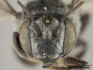 Megachile integrella, female, face
