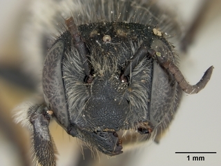 Megachile relativa, female, face