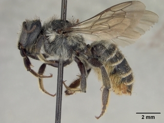 Megachile relativa, female, side