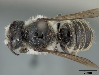 Megachile relativa, female, top