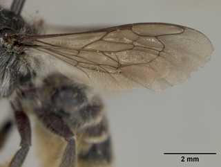 Megachile relativa, female, wing