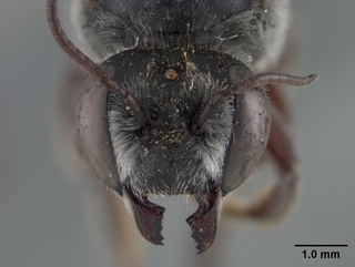 Megachile gentilis, female, face
