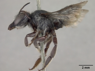 Megachile gentilis, female, side