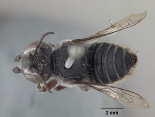 Megachile gentilis, female, top
