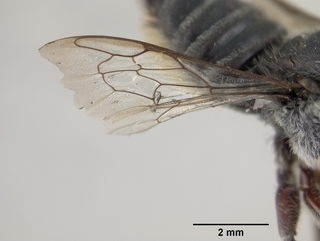 Megachile gentilis, female, wing