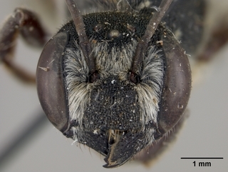 Megachile georgica, female, face