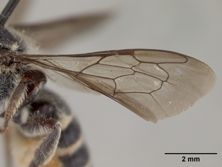 Megachile georgica, female, wing