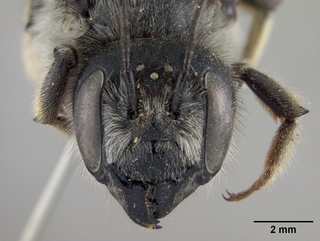Megachile inermis, female, face