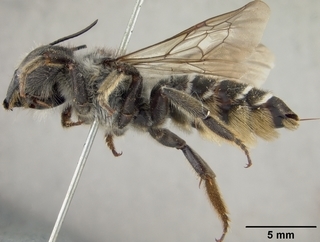 Megachile inermis, female, side