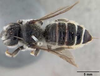 Megachile inermis, female, top