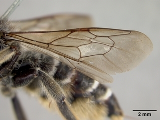 Megachile inermis, female, wing